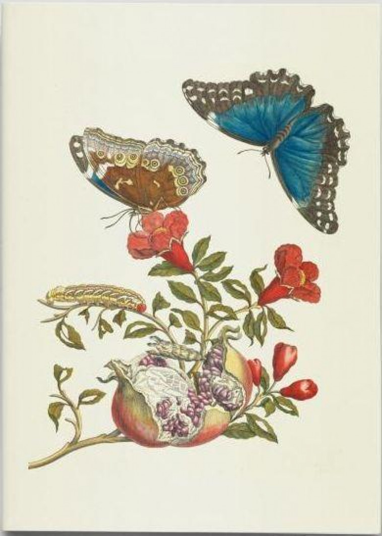 CARNET - PAPILLONS - NOTES ET LECTURES - MERIAN A M S. - RELIEFS