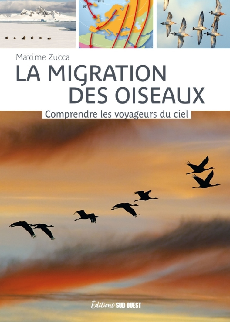 La migration des oiseaux - Maxime Zucca - SUD OUEST